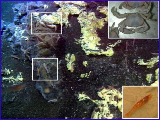 Pacific Ring of Fire Expedition Picture