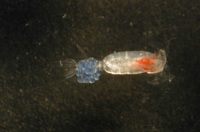 Zooplankton Picture