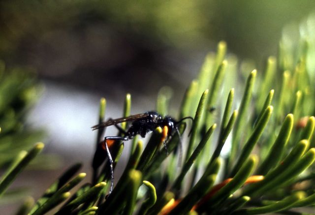 Wasp Picture