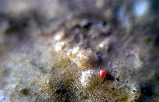 Red mite Picture
