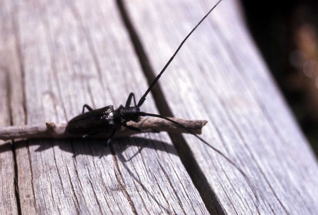 Round Headed or Longhorn Wood Borer Picture