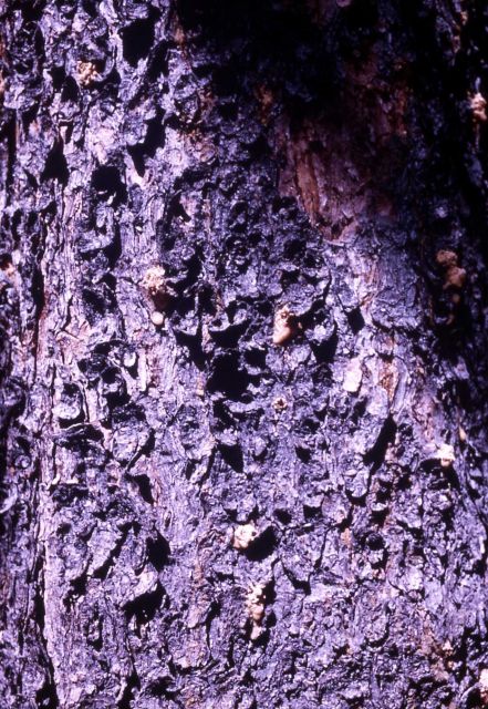 Bark Beetle pitch tubes on lodgepole pine Picture