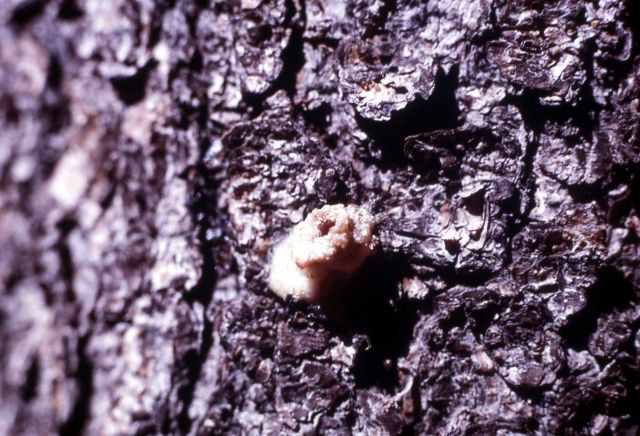 Close up of a Bark Beetle pitch tube Picture