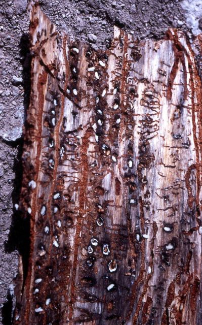 Bark Beetle galleries in whitebark pine Picture