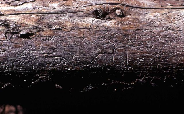 Pine Bark beetle tunnels on log Picture
