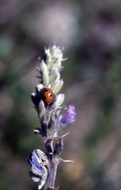 Ladybug on lupine Picture