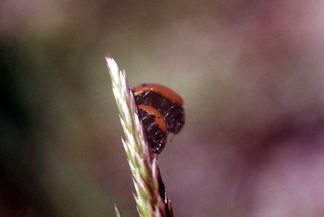 Ladybugs mating Picture