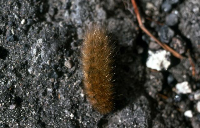 Wooly worm Picture