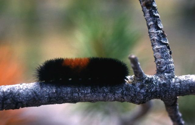 Wooly Bear (Pyrrharctia isabella) caterpillar Picture