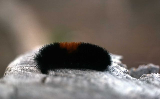 Wooly Bear (Pyrrharctia isabella) caterpillar Picture