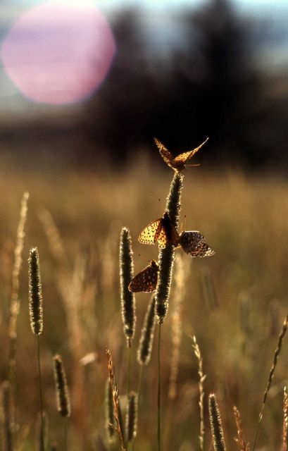 Northwestern Fritillary (Speyeria hesperis) on Timothy Picture