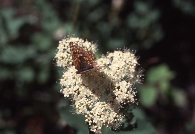 Field Crescentspot Picture