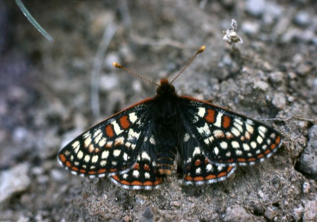 Variable Checkerspot (Euphydryas chalcedona anicia) butterfly Picture