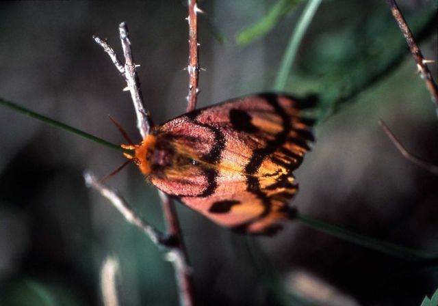 Elegant Buck moth Picture