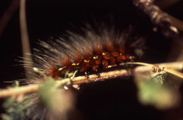 Tiger Moth on branch Picture