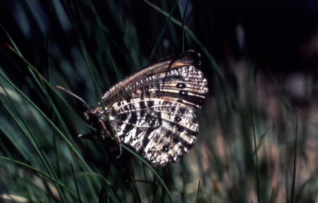 Uhler's Artic butterfly (Oeneis uhleri) Picture