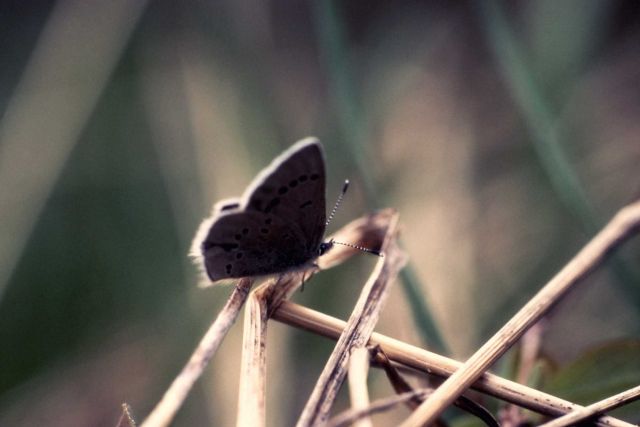 Silvery Blue (Glaucopsyche lygdamus) Picture