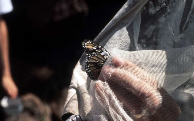 Tagged Monarch butterfly Picture