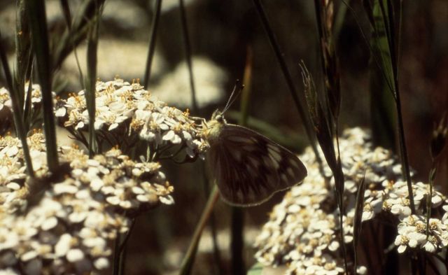 Western or Checkered White butterfly (Pontia occidentalis or protodice) Picture