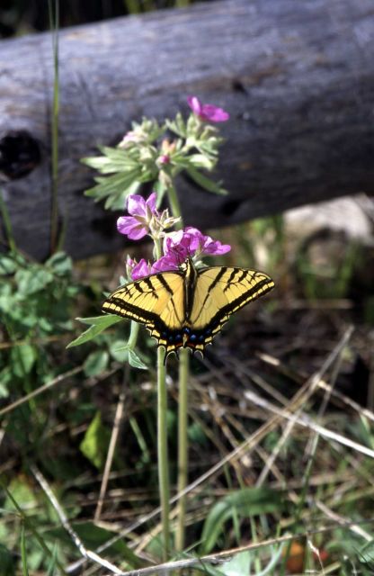 Two-tailed Swallowtail (Papilio multicaudata) on geranium Picture