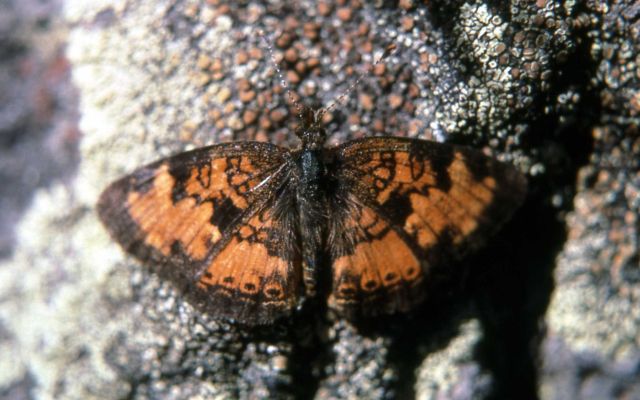 Male Northern Crescent (Phyciodes cocyta selenis) Picture