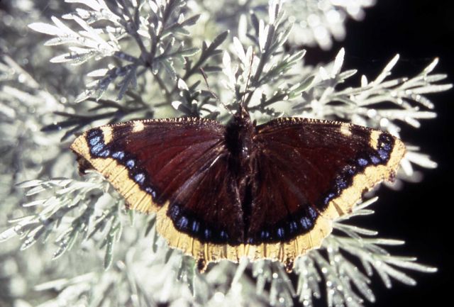Male Mourning Cloak butterfly (Nymphalis antiopa) Picture