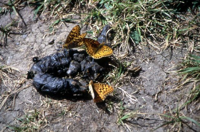 Male Mormon Fritillary (Speyeria mormonia) on scat Picture