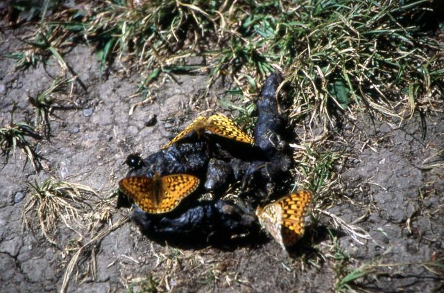 Male Mormon Fritillary (Speyeria Mormonia) Picture