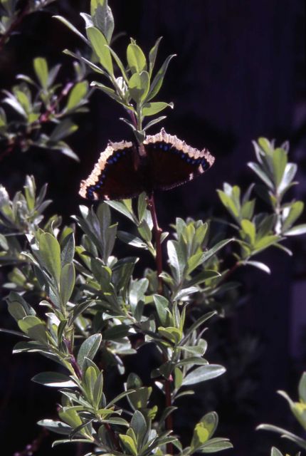 Mourning Cloak butterfly (Nymphalis antiopa) laying eggs Picture