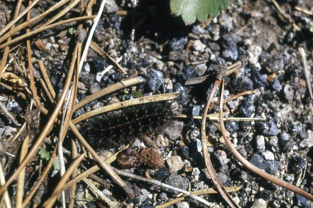 Moth caterpillar Picture