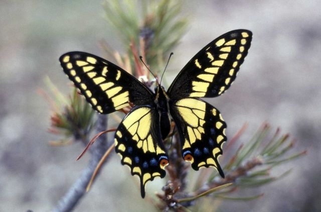 Anise Swallowtail (Papilio zelicaon) Picture