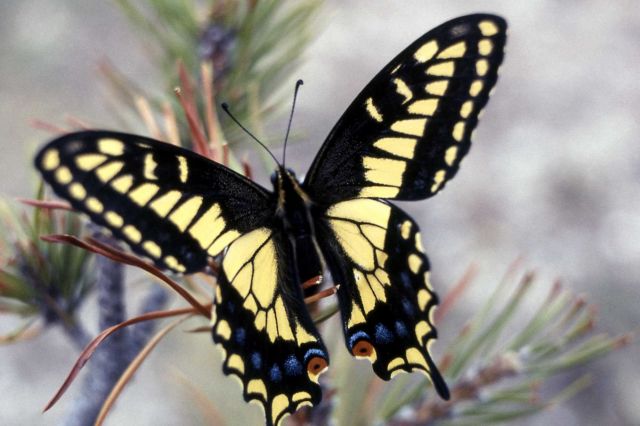 Anise Swallowtail (Papilio zelicaon) Picture