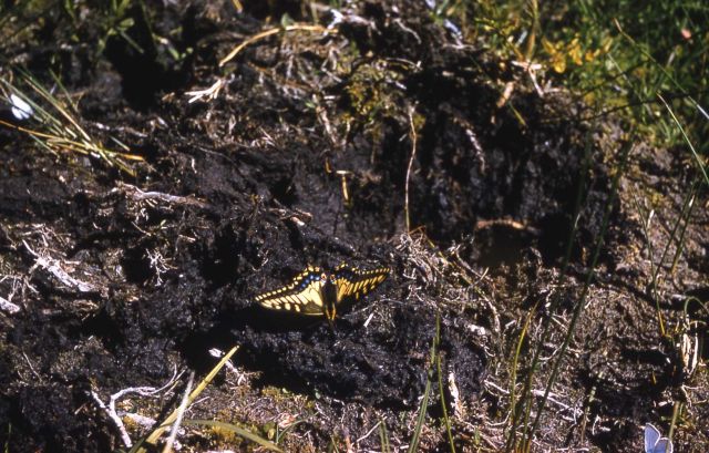 Anise Swallowtail (Papilio zelicaon) Picture