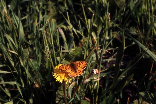 Greater Fritillary butterfly (Speyeria sp.) Picture