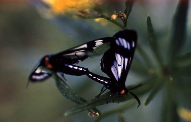 Geometrid Moth Picture