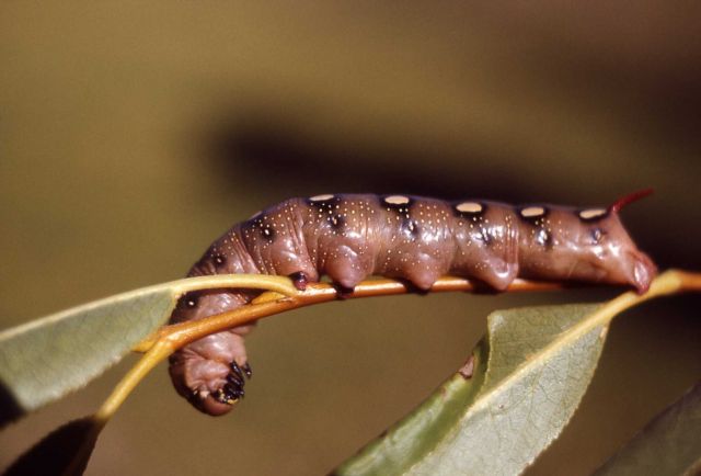 Moth caterpillar Picture