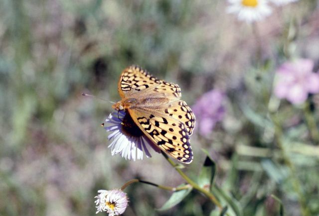 Greater Fritillary butterfly (Speyeria sp.) Picture
