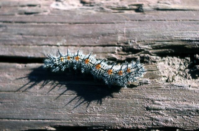 Moth caterpillar Picture