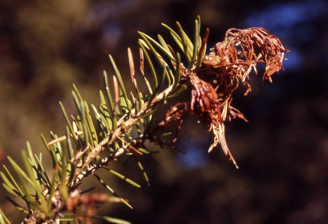 Douglas Fir branch killed by budworm Picture