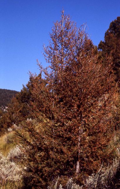 Young Douglas Fir damaged by budworm Picture