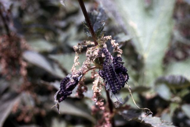 Caterpillars on nettle Picture