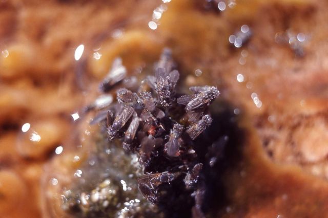 Brine flies & egg mass Picture