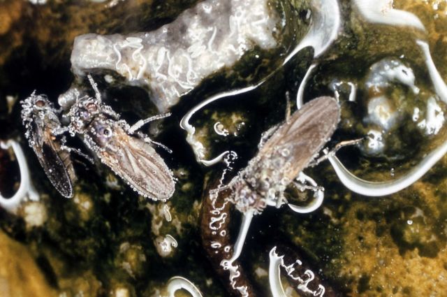 Brine flies & larva Picture