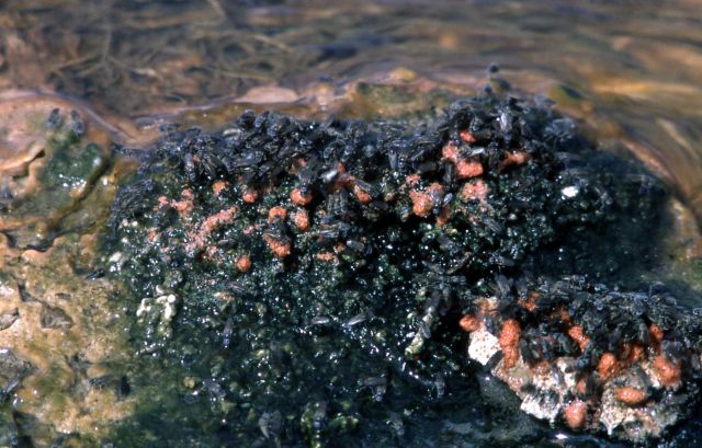 Brine flies & eggs Picture