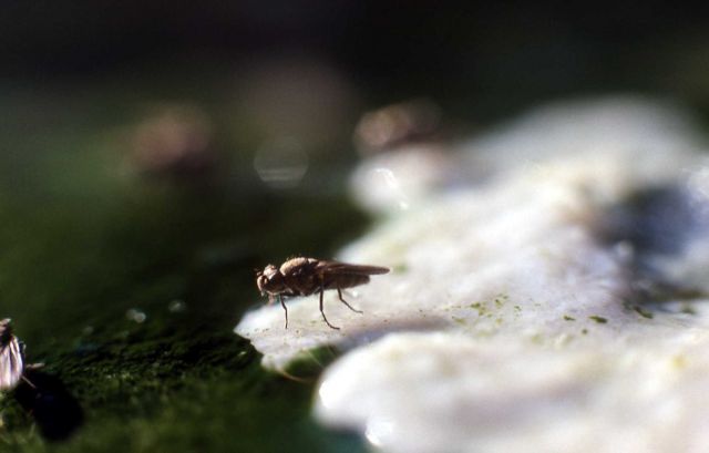 Brine flies & larva Picture