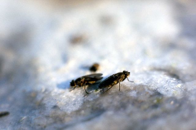 Brine flies & larva Picture