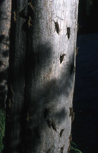 Salmon fly cases Picture