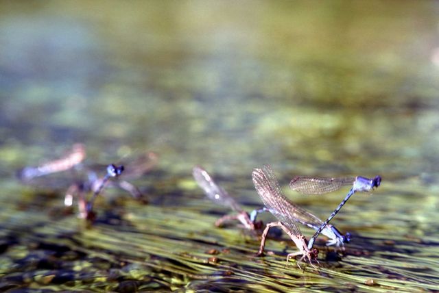 Damselflies mating and egg laying Picture