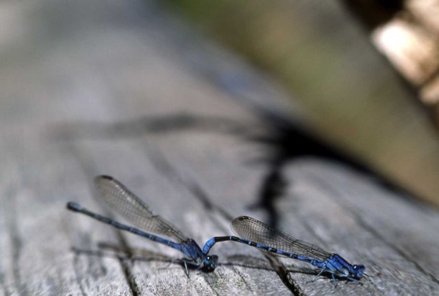 Damselflies mating - male on right Picture