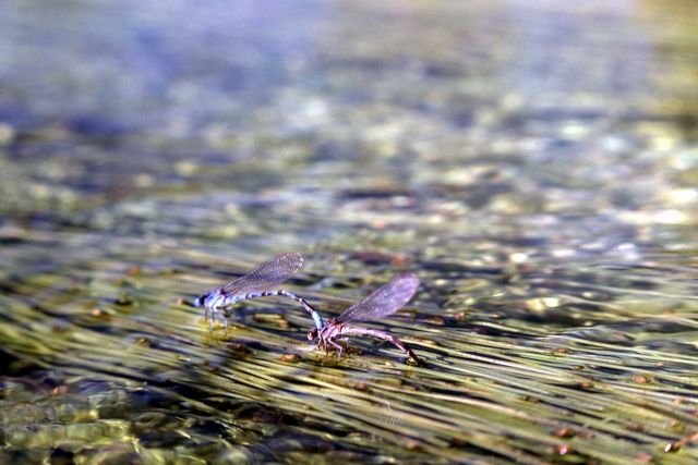 Damselflies mating and egg laying - male on left Picture